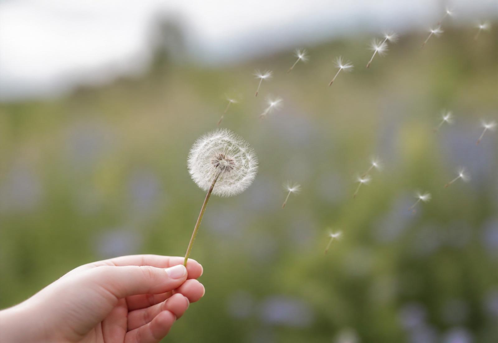 Mão segurando uma flor de dente-de-leão com sementes se espalhando ao vento, sobre um campo verde com tons suaves de azul e lavanda
